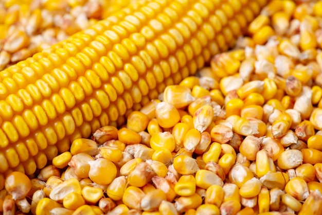 Tło zebranego ziarna kukurydzy i pełnej kłosy kukurydzy