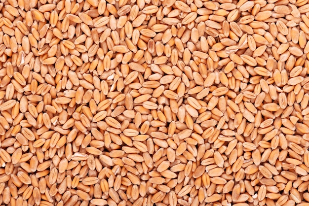 Zdjęcie tło ziarna pszenicy. przetworzone organiczne suche nasiona pszenicy.