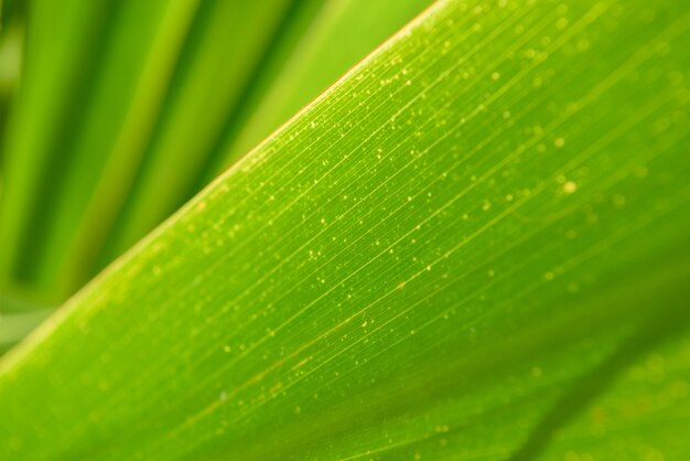 Zdjęcie tło zieleni liście.