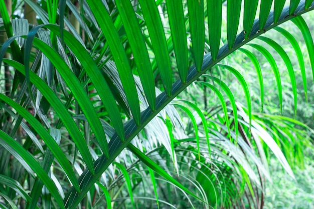 Tło zielone tropikalne palmy, ukośny liść, szablon tekstu
