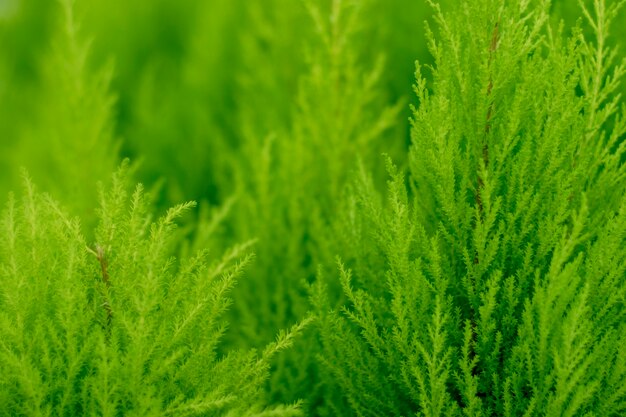 Tło zielone tui. Naturalna jasna zimozielona tekstura. Piękne zielone świąteczne liście drzew Thuja