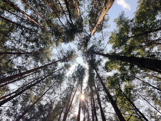 Tło zielonego lasu Tapeta z przyrodą i promieniami słońca Fotografia ekologiczna