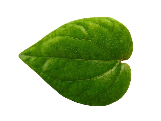 Tło zielonego liścia Zielone liście w kształcie serca Zielony liść betelu na białym tle