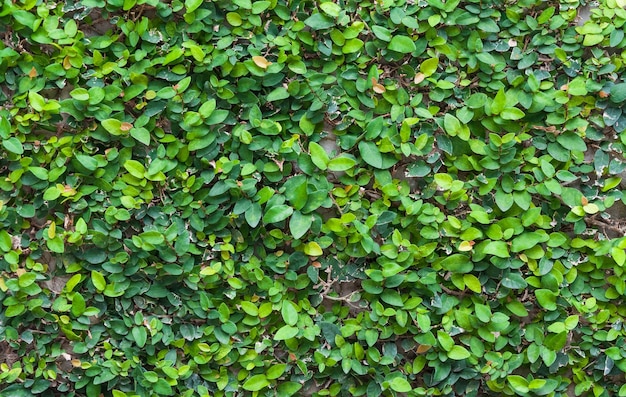 Tło zielonego liściaZielone liście tekstury ściany na tle