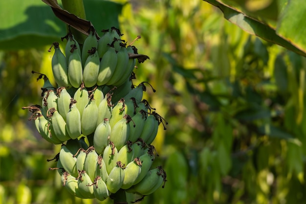 Tło Zieloności Natura Roślina I Liść Banan