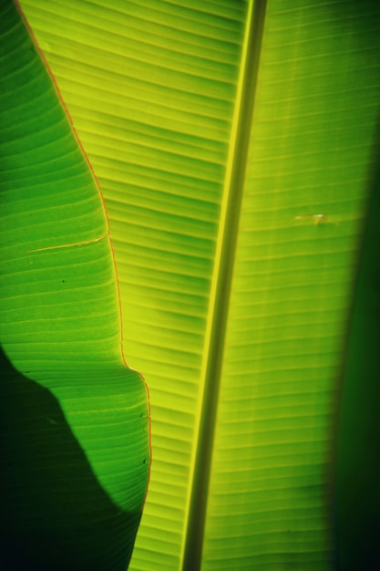 tło zielony liść banana