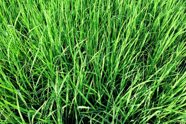tło zielony ryż