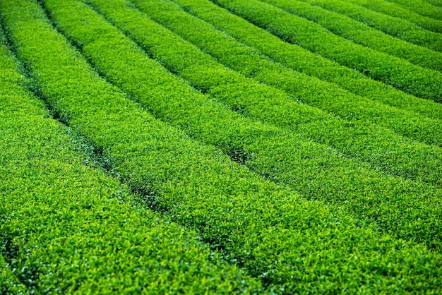 Tło zielonych krzewów herbaty
