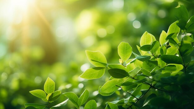 Zdjęcie tło zielonych liści i światła słonecznego