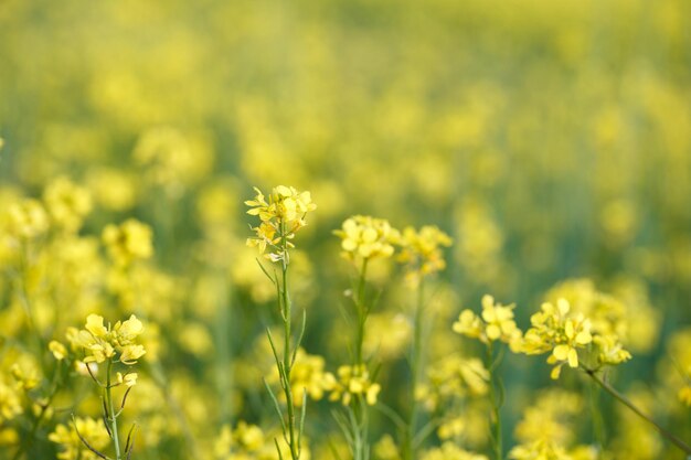 Tło żółtych kwiatów rzepaku lub rzepaku Canola pole kwitnących kwiatów rzepaku zbliżenie Jasnożółty olej rzepakowy kwitnący rzepak