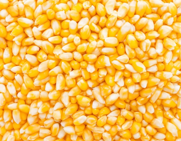 tło żółtych nasion kukurydzy