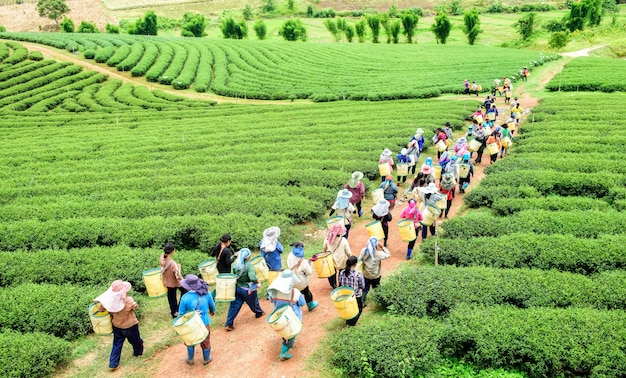 Tłum wybiera herbacianego liść na plantaci herbaciany zbieracz, Chiang Raja, Tajlandia