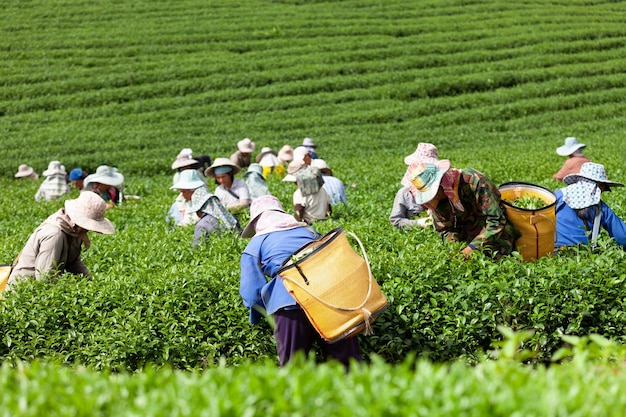 Tłum zbieraczy herbaty zbierających liście herbaty na plantacji