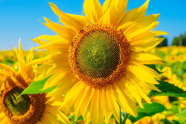 To jaskrawo kolorowy słonecznik z żółtymi liśćmi w polu słonecznika z bliska Słonecznik na tle niebieskiego nieba