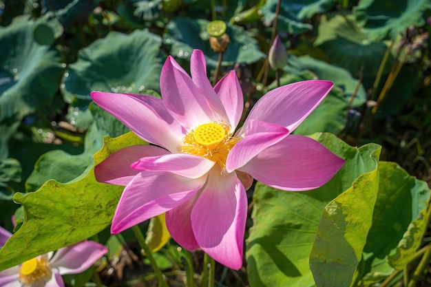 To jest kwiat Buddy i jest przydatny do jedzenia ludzkiego kwitnący różowy kwiat lotosu na zielonym niewyraźnym tle kolorowy lilia wodna lub kwiat lotosa atrakcja w stawie