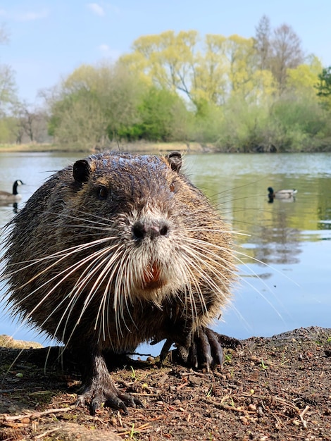 Zdjęcie to jest nutria.