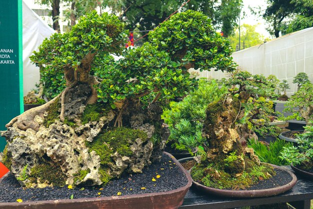 To zdjęcie różnych rodzajów bonsai.