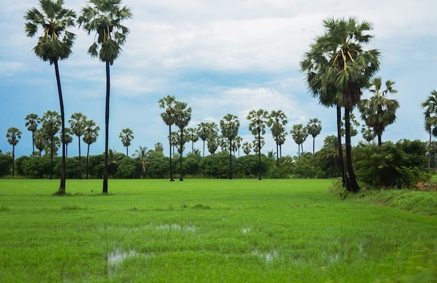 toddy palm w polu ryżu