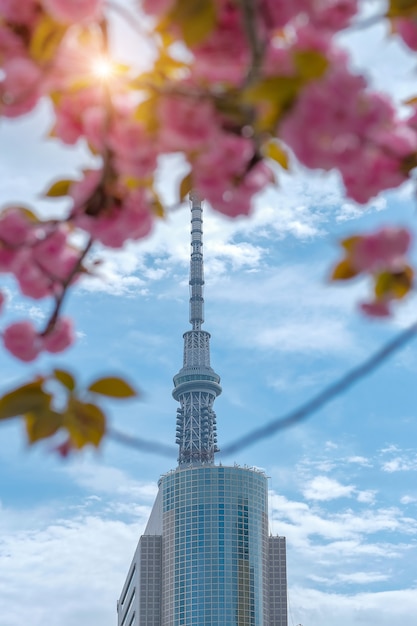 Tokio Sky Z Kwitnących Kwiatów Wiśni