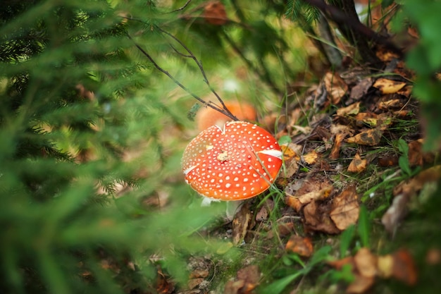 Toksyczny grzyb halucynogenny Muchomor i żółte liście w trawie na jesiennym lesie Czerwony trujący grzyb Amanita Muscaria makro z bliska w środowisku naturalnym Inspirujący naturalny jesienny krajobraz