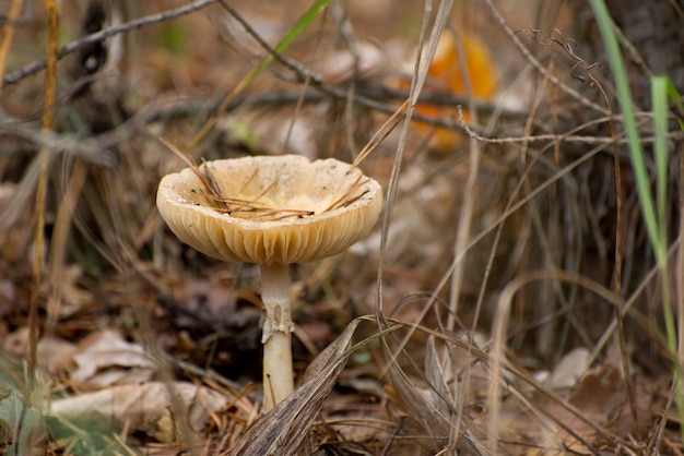 Toksyczny grzyb Muchomor lub muchomor na dnie lasu w wysokiej zielonej trawie. Pionowe naturalne jesienne tło.