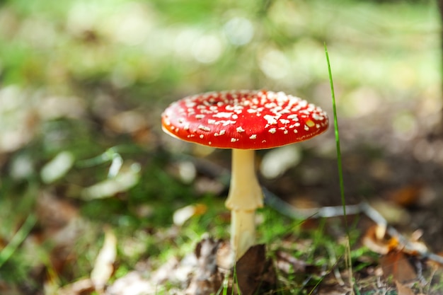 Toksyczny i halucynogenny grzyb Fly Agaric w trawie na tle lasu jesienią.