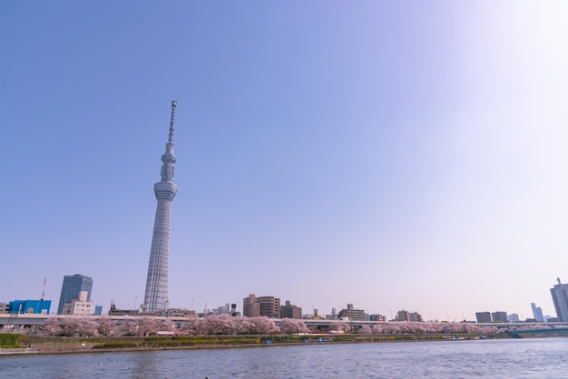 Tokyo Skytree Tower z kwitnącymi kwiatami wiśni w parku Sumida