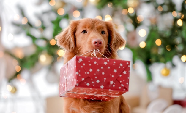 Toller retriever pies w czasie świąt Bożego Narodzenia, siedząc w pudełku prezentowym i patrząc na kamerę w urządzonym pokoju z choinką świąteczną. Piesek w świątecznej domowej atmosferze z prezentem