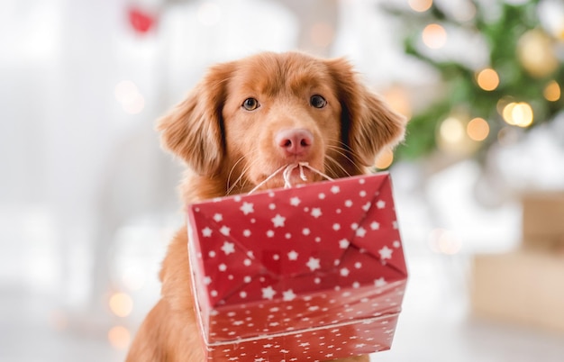 Toller retriever w okresie świątecznym