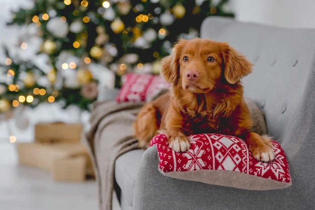 Toller retriever w okresie świątecznym