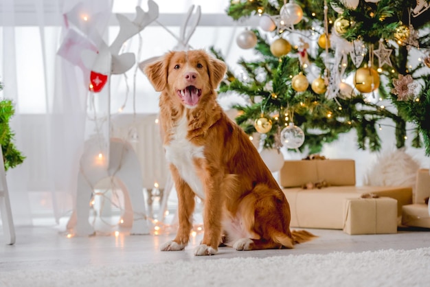 Toller retriever w okresie świątecznym