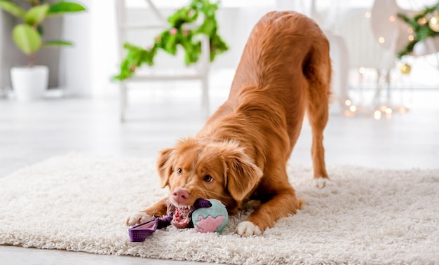 Toller retriever w okresie świątecznym