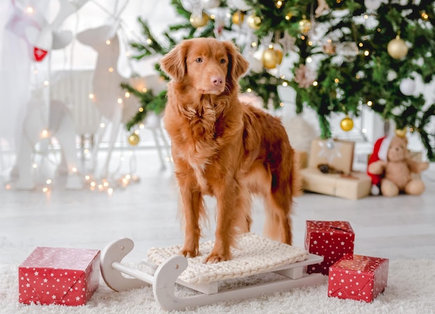 Toller retriever w okresie świątecznym