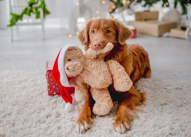 Toller retriever w okresie świątecznym