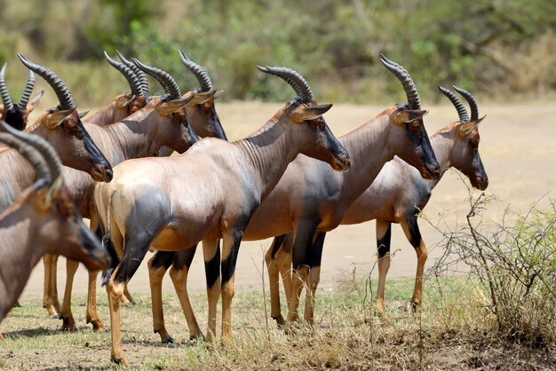 Topi Antelope (damaliscus Lunatus) W Rezerwacie Masai Mara W Kenii