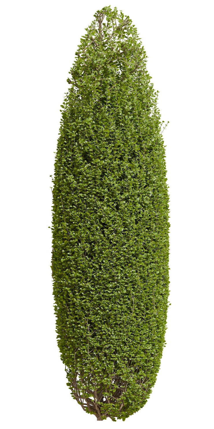 Zdjęcie topiary ficus concinna bonsai pruned tree w kształcie stożka widok z przodu
