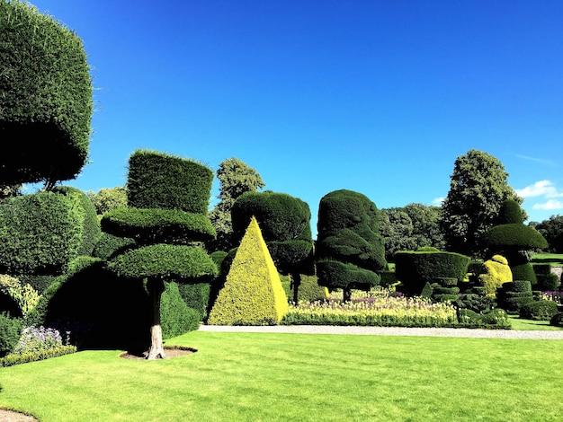 Topiary w ogrodzie na tle niebieskiego nieba w słoneczny dzień