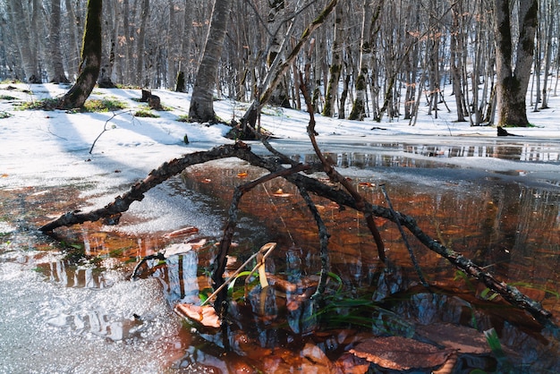 Topniejący śnieg W Wiosennym Lesie