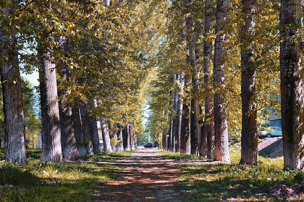 Topole alejowe z żółknącymi liśćmi późnym latem