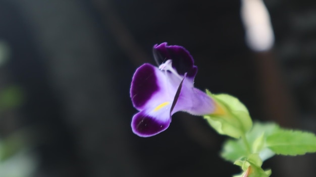 Torenia fournieri, kwiat wahacza. roczne zioło. kwiat bluewings jest rośliną jednoroczną.