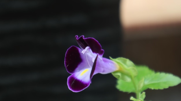 Torenia Fournieri. kwiat życzeń. roczne zioło. kwiat bluewings jest rośliną jednoroczną.