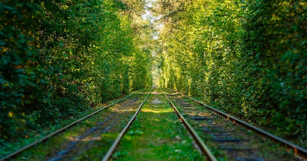 Zdjęcie tory tramwajowe i tramwajowe w kolorowym lesie