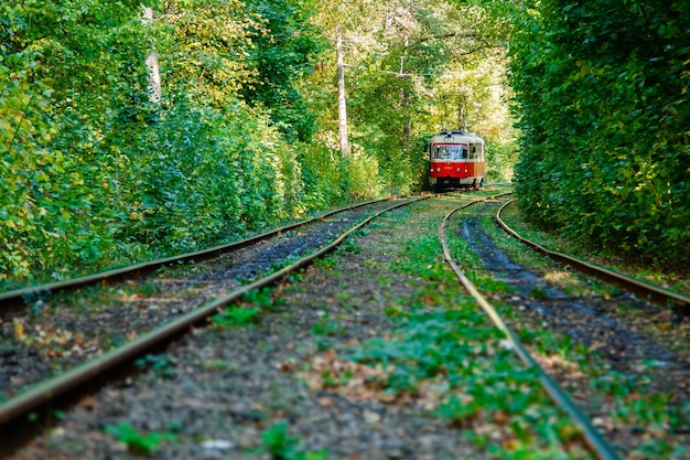 Tory tramwajowe i tramwajowe w kolorowym lesie