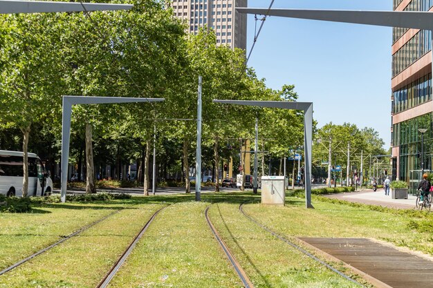 Tory tramwajowe pokryte trawą w centrum Rotterdamu w Holandii