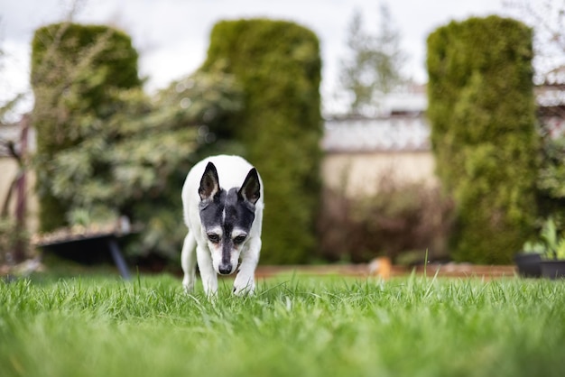 Toy Fox Terrier Pies bawiący się na trawie na zewnątrz