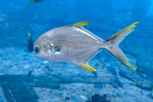 Trachinotus blochii lub snubnose pompano w Atlantydzie, Sanya, Hainan, Chiny. Pompanos to ryby morskie z rodzaju Trachinotus z rodziny Carangidae, lepiej znane jako "jacks".