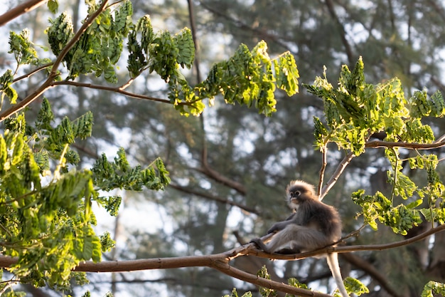 Trachypithecus obscurus i jego dzieci W tropikalnym lesie