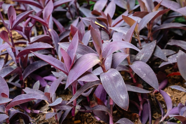 Tradescantia pallida to gatunek pająka