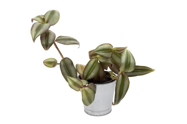 Tradescantia zebrina purpusii, na białym tle. Jest to bardzo dekoracyjna roślina wisząca.