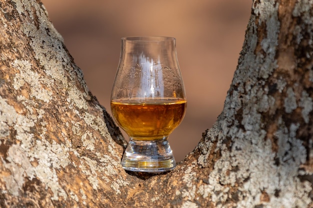 Tradycyjna szkocka whisky single malt w szklance Glencairn w selektywnym skupieniu